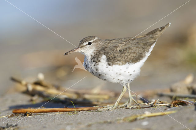 Amerikaanse Oeverloper (Actitis macularius)