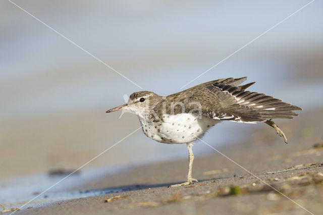 Spotted Sandpiper (Actitis macularius)