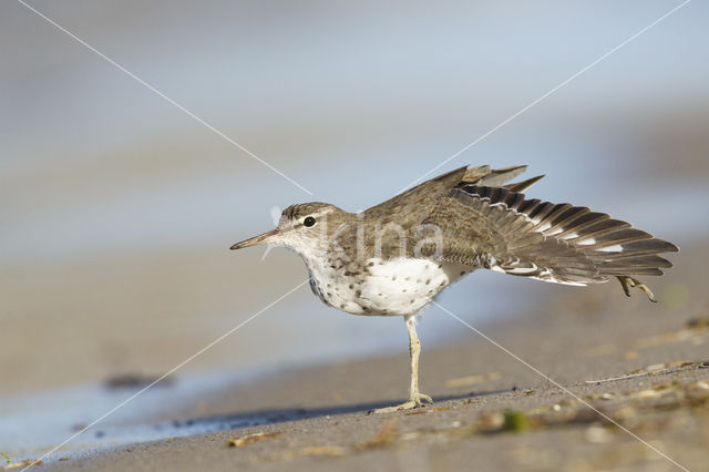 Amerikaanse Oeverloper (Actitis macularius)