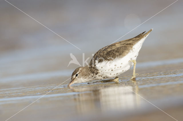 Spotted Sandpiper (Actitis macularius)