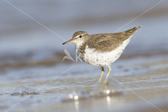 Amerikaanse Oeverloper (Actitis macularius)