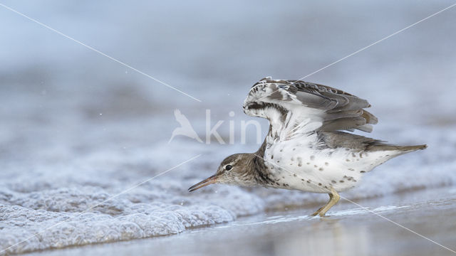 Amerikaanse Oeverloper (Actitis macularius)