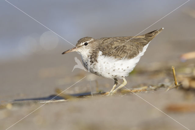 Amerikaanse Oeverloper (Actitis macularius)