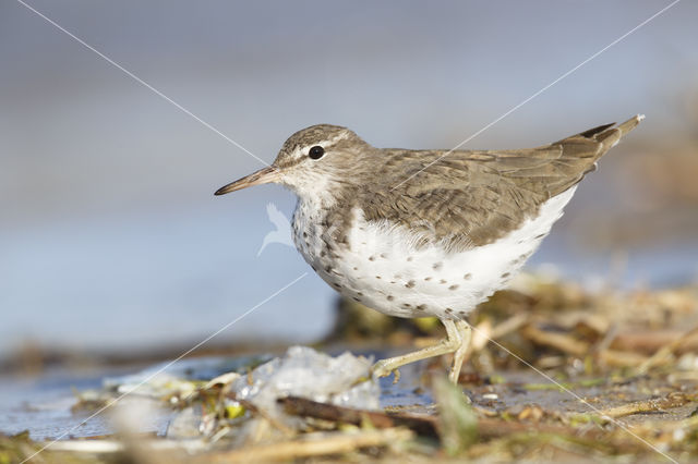 Amerikaanse Oeverloper (Actitis macularius)