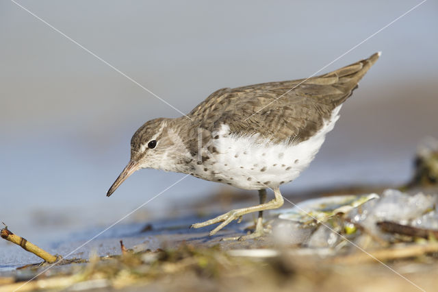 Spotted Sandpiper (Actitis macularius)