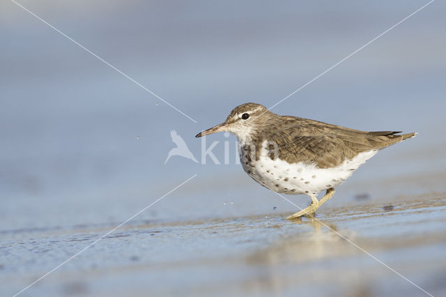 Spotted Sandpiper (Actitis macularius)