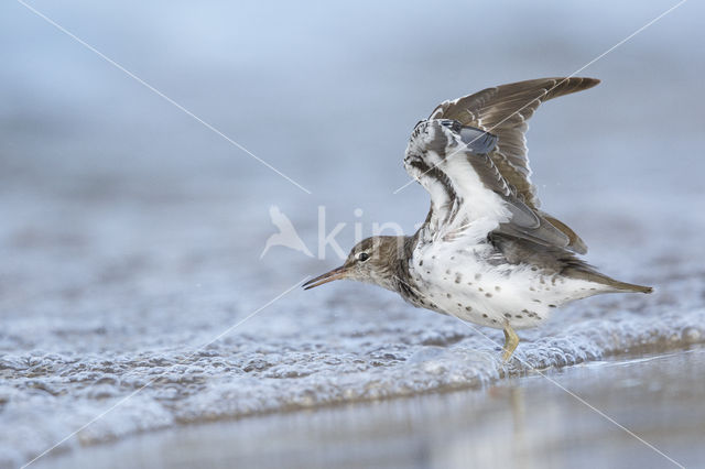 Amerikaanse Oeverloper (Actitis macularius)