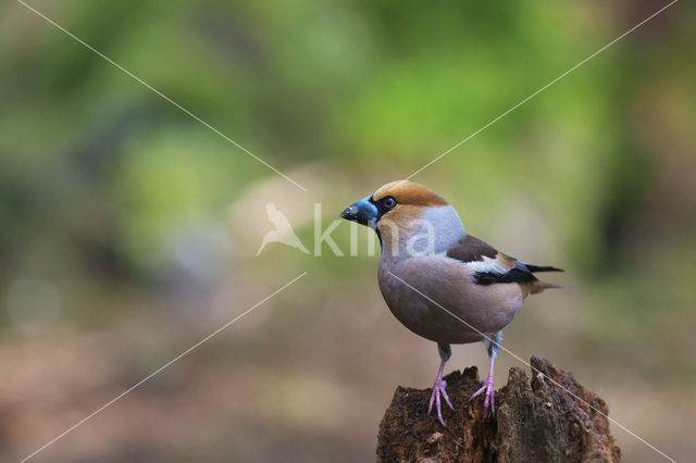 Hawfinch (Coccothraustes coccothraustes)
