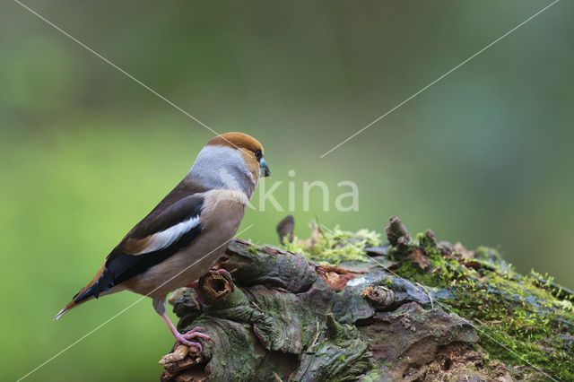 Hawfinch (Coccothraustes coccothraustes)