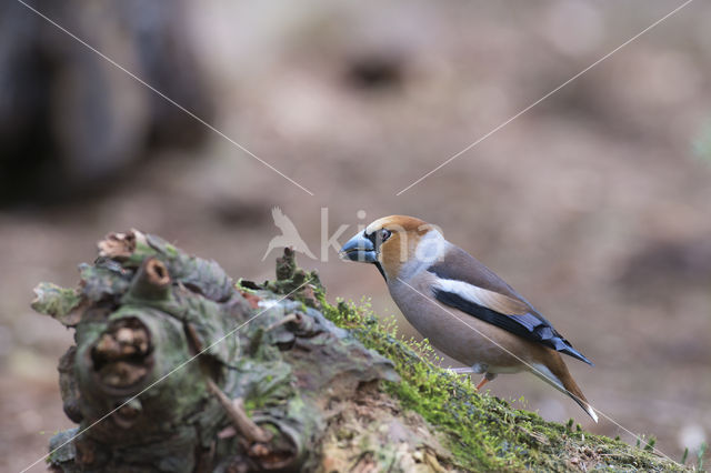 Appelvink (Coccothraustes coccothraustes)