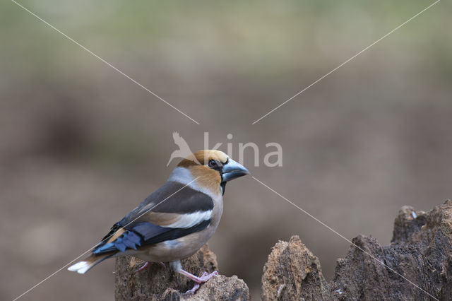 Appelvink (Coccothraustes coccothraustes)