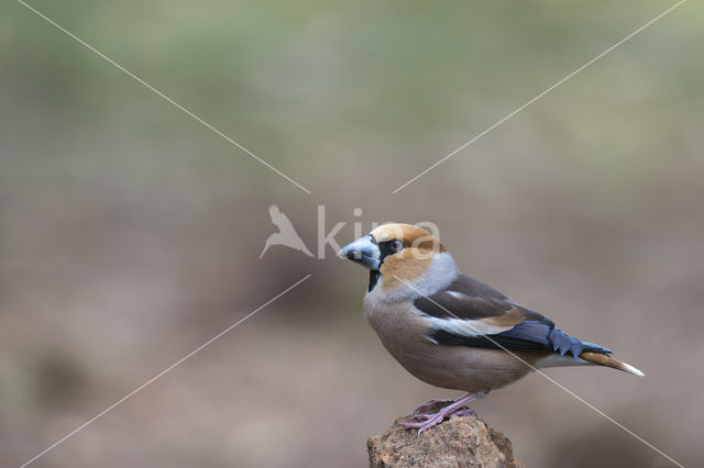Appelvink (Coccothraustes coccothraustes)