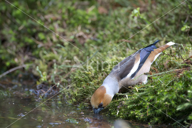 Hawfinch (Coccothraustes coccothraustes)