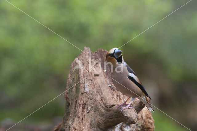 Appelvink (Coccothraustes coccothraustes)