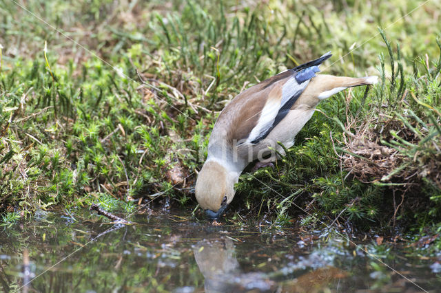 Appelvink (Coccothraustes coccothraustes)