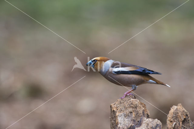 Appelvink (Coccothraustes coccothraustes)