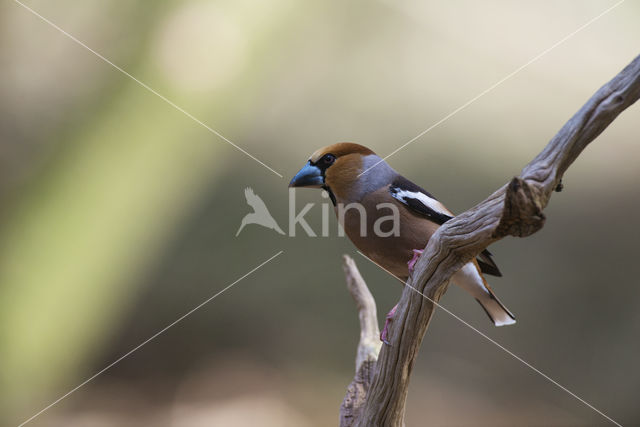 Appelvink (Coccothraustes coccothraustes)