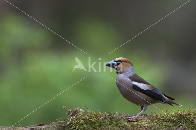 Appelvink (Coccothraustes coccothraustes)
