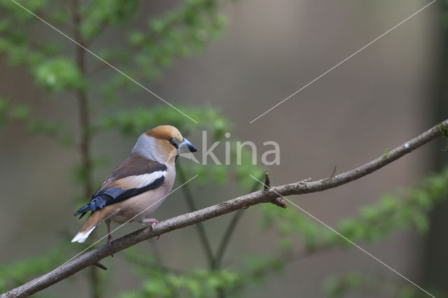 Appelvink (Coccothraustes coccothraustes)