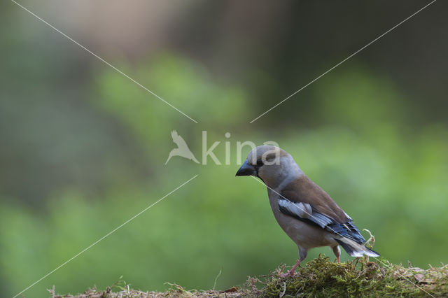 Hawfinch (Coccothraustes coccothraustes)