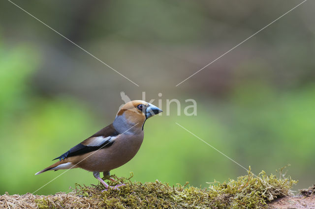 Appelvink (Coccothraustes coccothraustes)