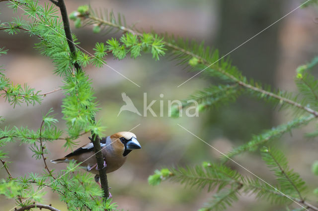 Appelvink (Coccothraustes coccothraustes)