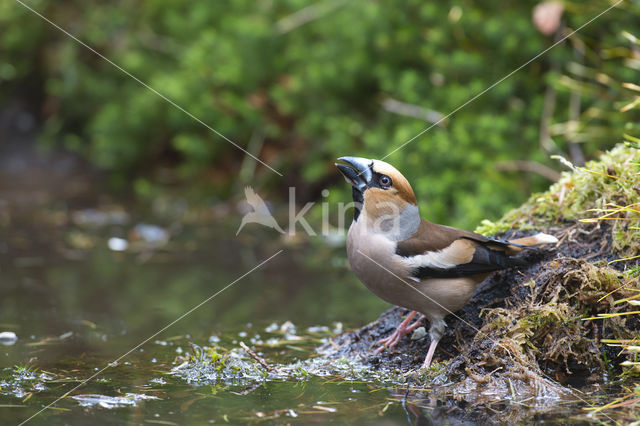 Hawfinch (Coccothraustes coccothraustes)
