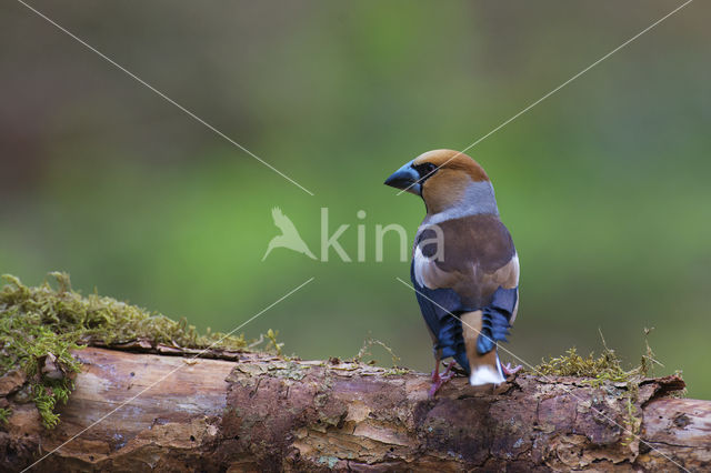 Hawfinch (Coccothraustes coccothraustes)
