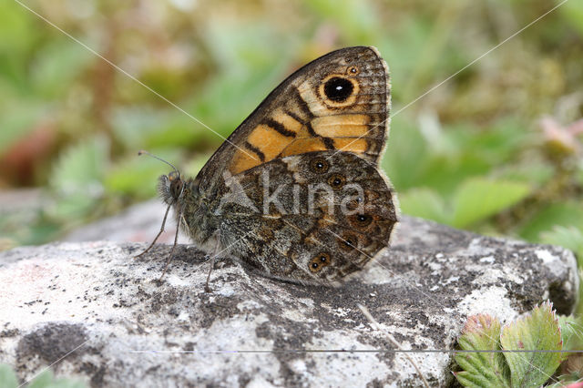 Wall Brown (Lasiommata megera)