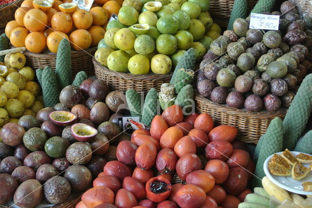 Avocado (Persea americana)