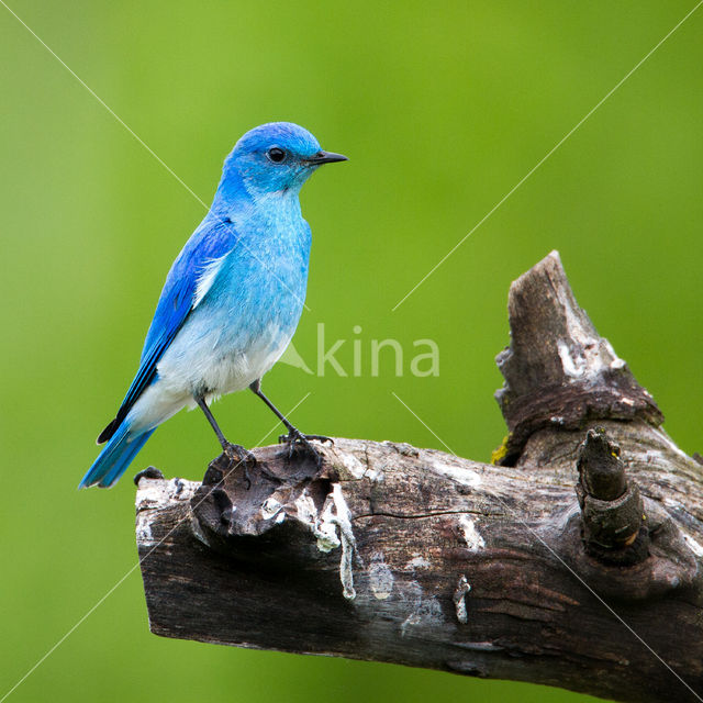 Bergblauwvogel (Sialia currucoides)