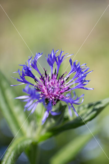 Perennial Cornflower (Centaurea montana)