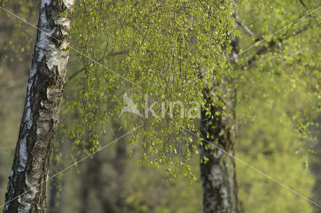 Berk (Betula)