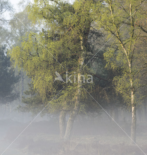 Birch (Betula)