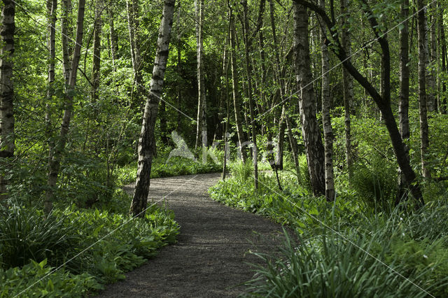 Berk (Betula)