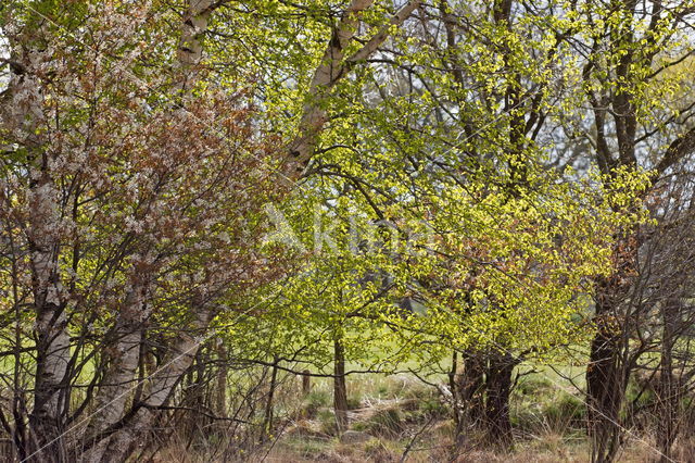 Birch (Betula)