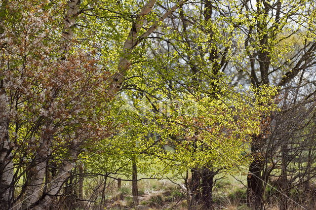 Berk (Betula)