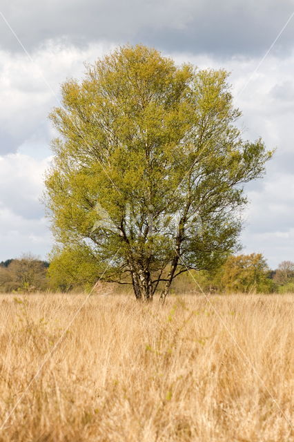 Berk (Betula)