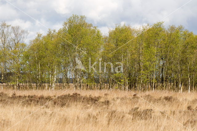 Birch (Betula)