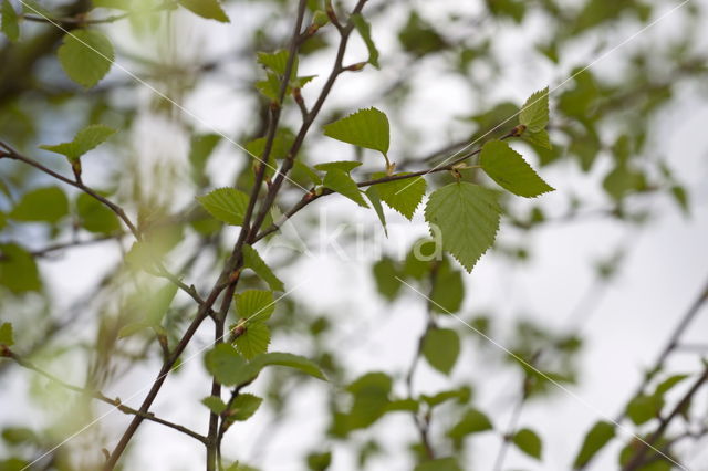 Berk (Betula)