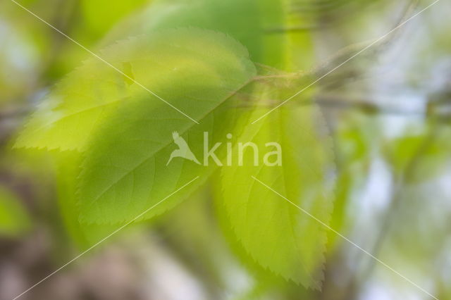 Birch (Betula)