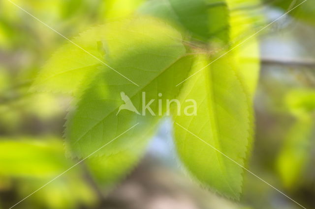 Birch (Betula)