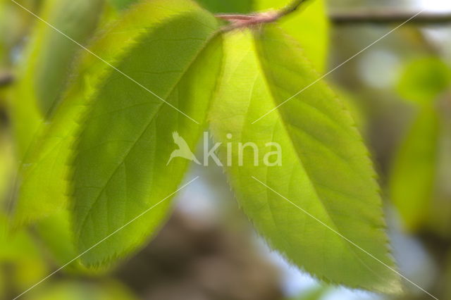 Berk (Betula)