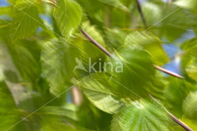 Berk (Betula)