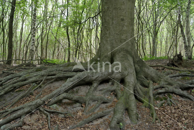 Beech (Fagus sylvatica)