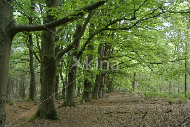 Beuk (Fagus sylvatica)