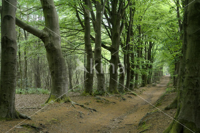 Beech (Fagus sylvatica)