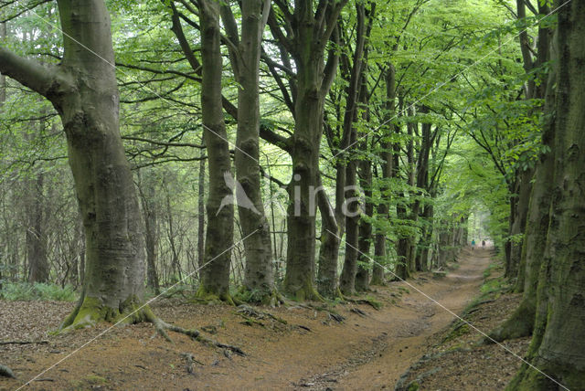 Beech (Fagus sylvatica)