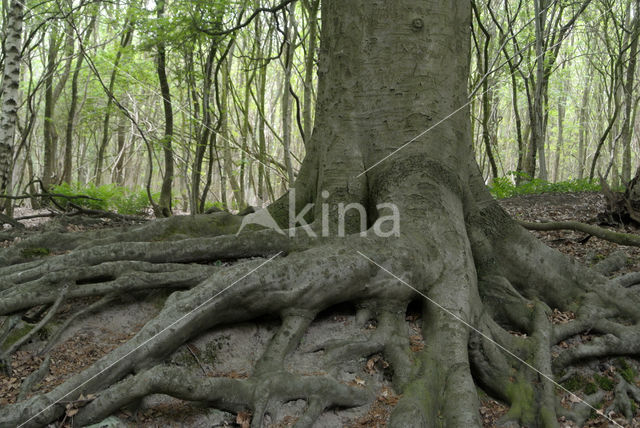 Beuk (Fagus sylvatica)