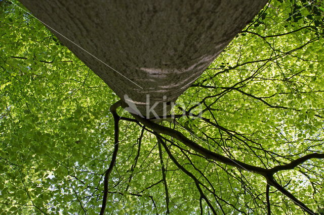 Beech (Fagus sylvatica)